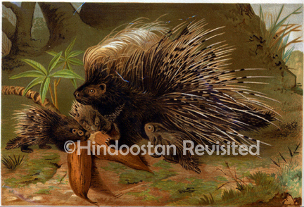 /data/Original Prints/Natural History/CRESTED PORCUPINE.jpg